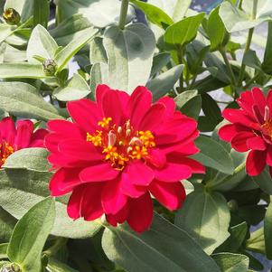 Zinnia 'Profusion Double Hot Cherry' Zinnia 'Profusion Double Hot Cherry'