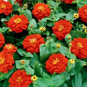 Zinnia 'Magellan Scarlet' Zinnia 'Magellan Scarlet'