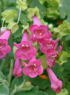 Asarina purpusii 'Victoria Falls' Asarina purpusii 'Victoria Falls'