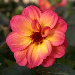 Dahlia 'Dreamy™ Fantasy' Dahlia 'Dreamy™ Fantasy'