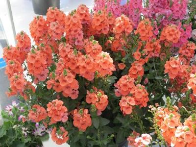 Diascia 'SunDiascia® Upright Peach' Diascia 'SunDiascia® Upright Peach'