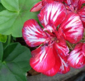 Geranium 'Sarita Sun Star Red' Geranium 'Sarita Sun Star Red'
