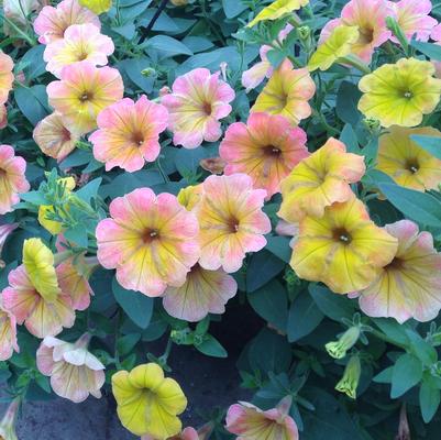 Petunia 'Cascadia™ Indian Summer' Petunia 'Cascadia™ Indian Summer'