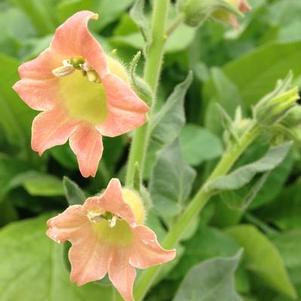 Nicotiana glutinosa Nicotiana glutinosa