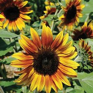 Sunflower 'Firecracker' Sunflower 'Firecracker'