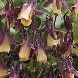 Aquilegia flabellata 'Black Current Ice' Aquilegia flabellata 'Black Current Ice'