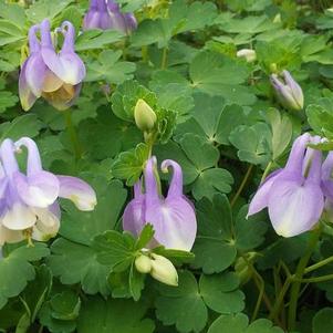 Aquilegia flabellata var pumila 'Selection' Aquilegia flabellata var pumila 'Selection'