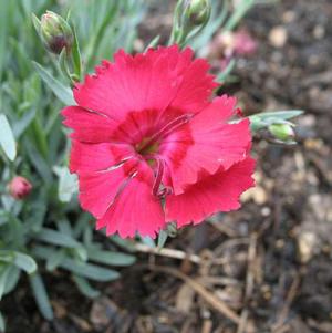 Dianthus 'Fire Star' Dianthus 'Fire Star'