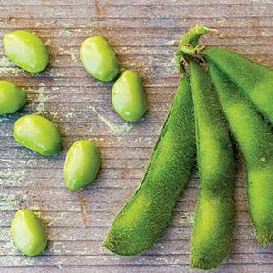 Edamame Soybeans 'Giant Midori' Edamame Soybeans 'Giant Midori'