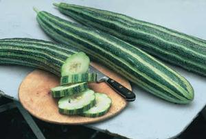 Cucumber 'Painted Serpent' Cucumber 'Painted Serpent'