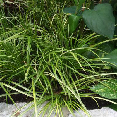 Acorus gramineus 'Ogon' Acorus gramineus 'Ogon'