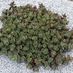 Sedum 'Sunsparkler® Lime Zinger' Sedum 'Sunsparkler® Lime Zinger'