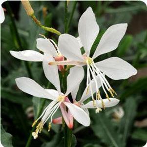 Gaura lindeheimeri Sparkle White