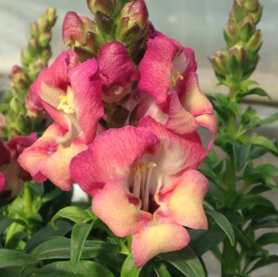 Snapdragon 'Peachy Dragon' Snapdragon 'Peachy Dragon'