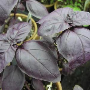Basil 'Amethyst Improved' Basil 'Amethyst Improved'