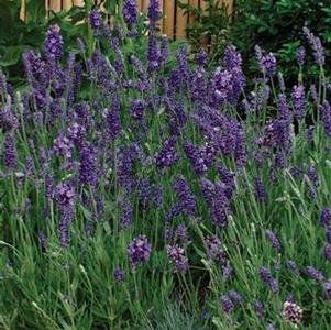 Lavender angustifolia 'Ellagance Purple' Lavender angustifolia 'Ellagance Purple'