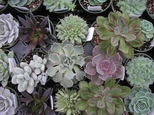 Echeveria collection 