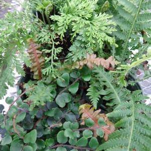 Fern Collection 