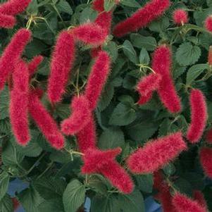 Chenille Plant 'Firetail' Chenille Plant 'Firetail'