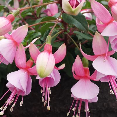 Fuchsia Sunbeam Paloma