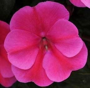 Impatiens 'Bounce Pink Flame' Impatiens 'Bounce Pink Flame'