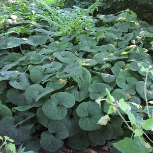 Asarum canadensis Asarum canadensis