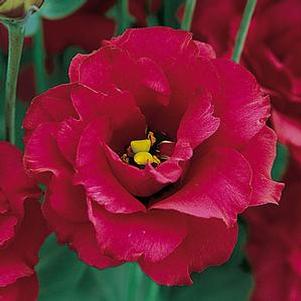 Lisianthus 'Arena™ Red 3' Lisianthus 'Arena™ Red 3'