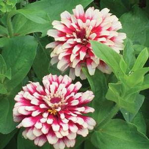 Zinnia elegans 'Hidden Dragon' Zinnia elegans 'Hidden Dragon'