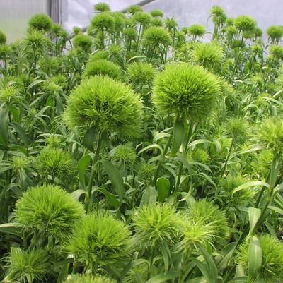 Dianthus barbatus Green Ball