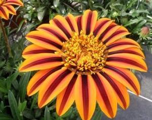 Gazania 'Sunbathers® Tikal - NA' Gazania 'Sunbathers® Tikal - NA'