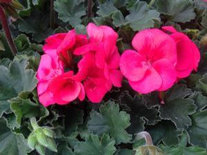 Geranium 'Sarita Wild Salmon' Geranium 'Sarita Wild Salmon'