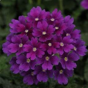 Verbena Endurascape Purple