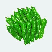 Pepper 'Shishito' Pepper 'Shishito'