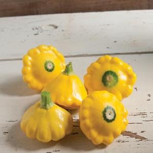 Summer squash, Patty Pan Sunburst