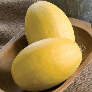 Winter Squash, Spaghetti 