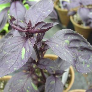 Basil 'Red Genovese' Basil 'Red Genovese'