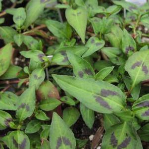 Vietnamese Coriander Rau Ram