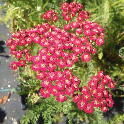 Desert Eve™ Deep Rose Yarrow, Achillea millefolium 'Desert Eve