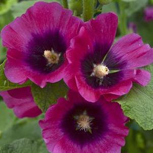 Alcea rosea Halo Cerise