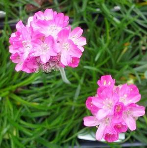 Armeria maritima 'Morning Star Deep Rose' Armeria maritima 'Morning Star Deep Rose'