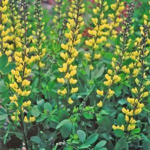 Baptisia 'Decadence® Lemon Meringue' Baptisia 'Decadence® Lemon Meringue'