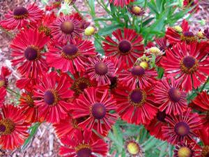 Helenium autumnale Mariachi™ Siesta