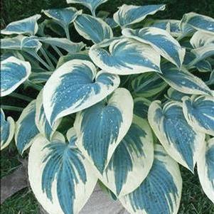 Hosta 'Blue Ivory' Hosta 'Blue Ivory'