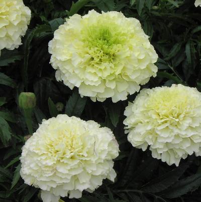 Marigold 'Sweet Cream sub Snowstorm' Marigold 'Sweet Cream sub Snowstorm'