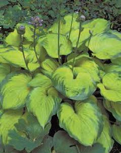 Hosta 'Old Glory' Hosta 'Old Glory'