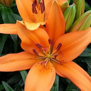 Lilium 'Tiny Invader' Lilium 'Tiny Invader'