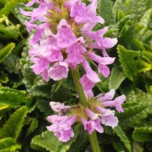 Stachys minima Stachys minima