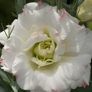 Lisianthus 'Mariachi® Pink Picotee' Lisianthus 'Mariachi® Pink Picotee'