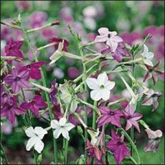 Nicotiana alata 'Fragrant Delight Mix' Nicotiana alata 'Fragrant Delight Mix'