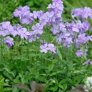 Phlox divaricata Blue Moon